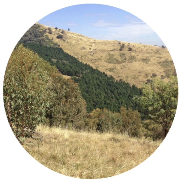 ecological assessments & vegetation offset management plans