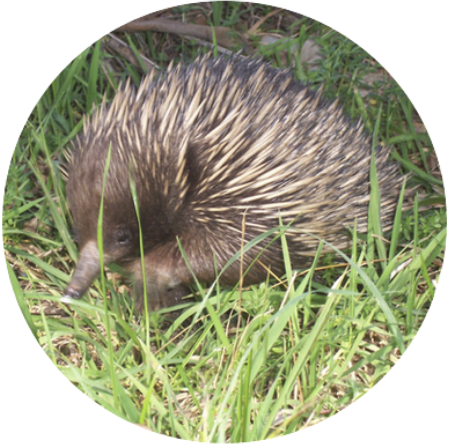 flora and fauna assessment screenshot